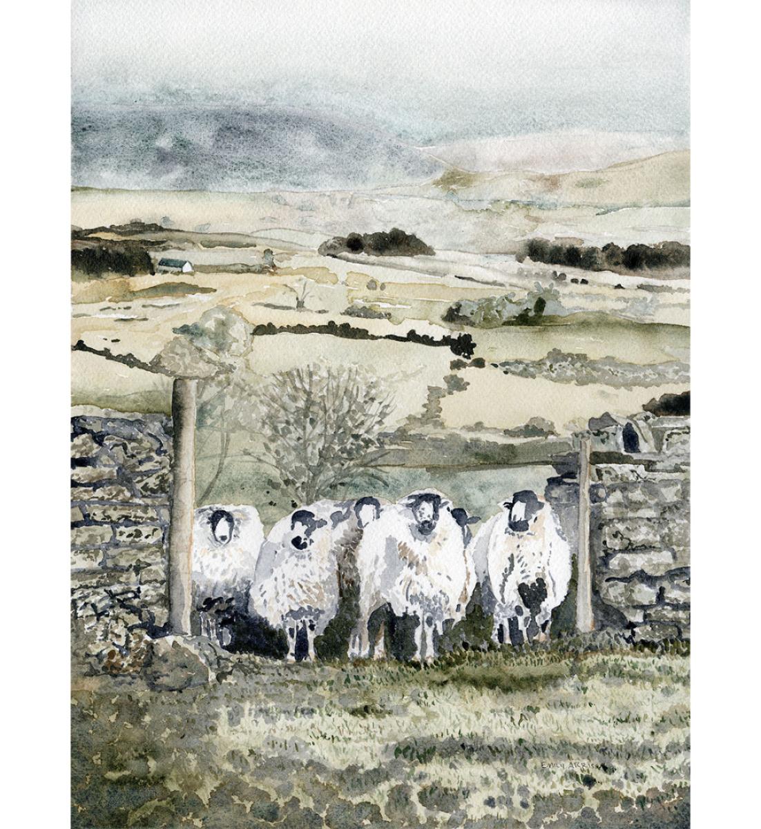 Cotswold Sheep Print