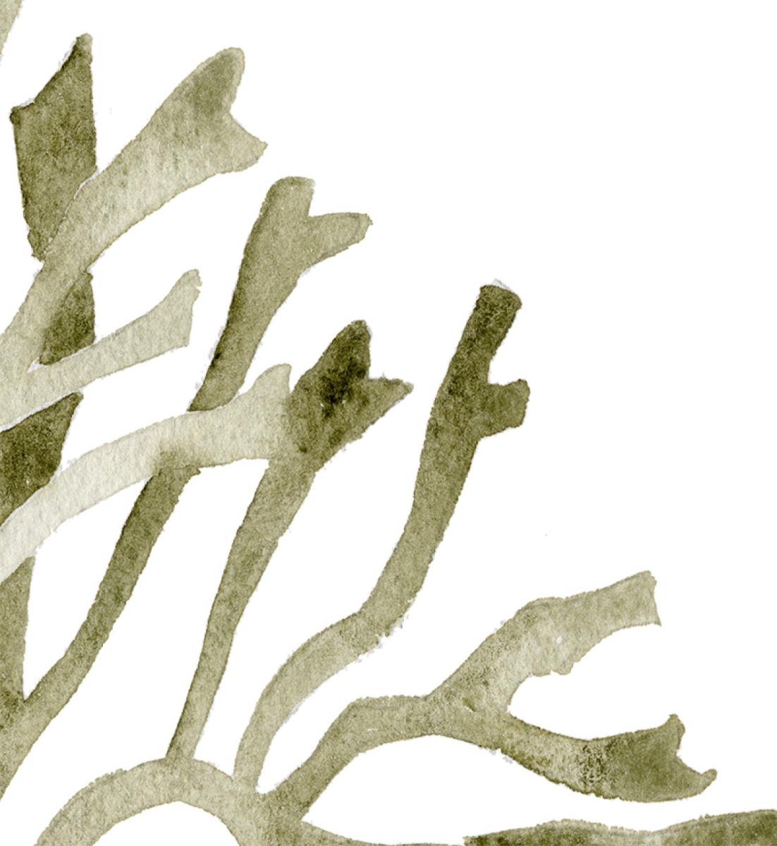 Kelp Original