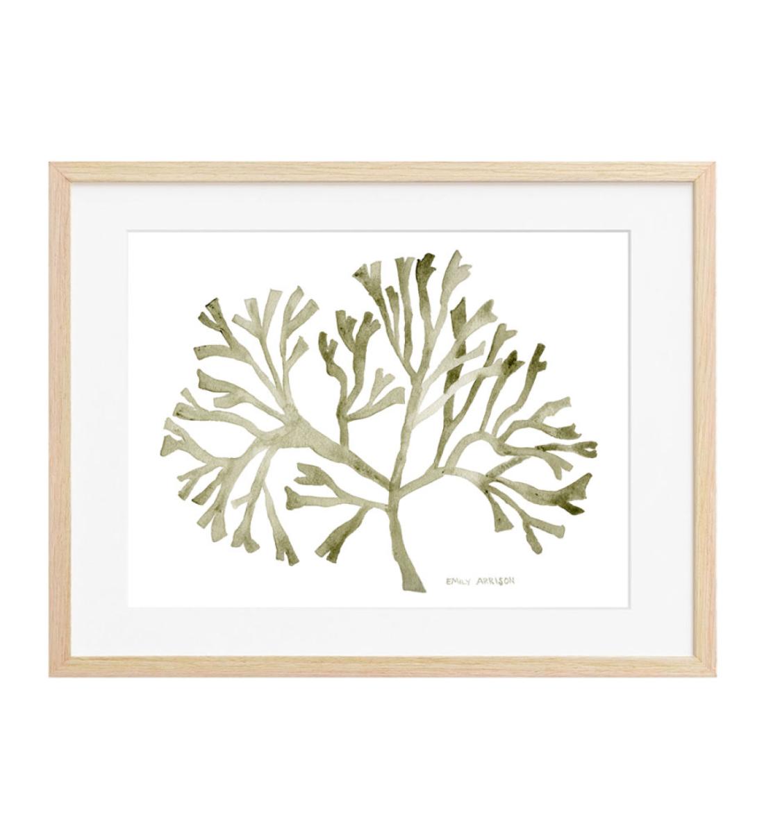 Kelp Original