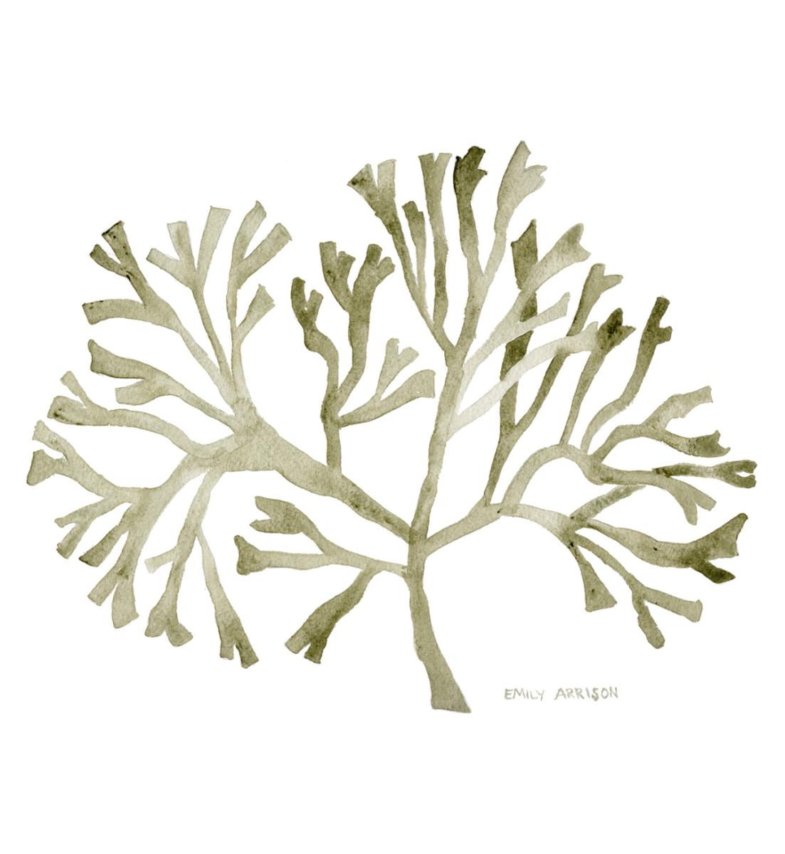 Kelp Print